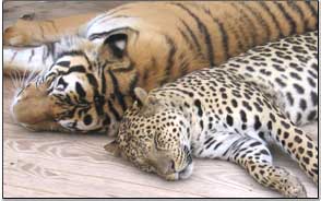 Tiger_Leopard