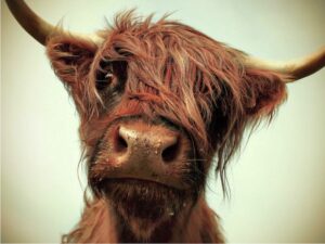 bull