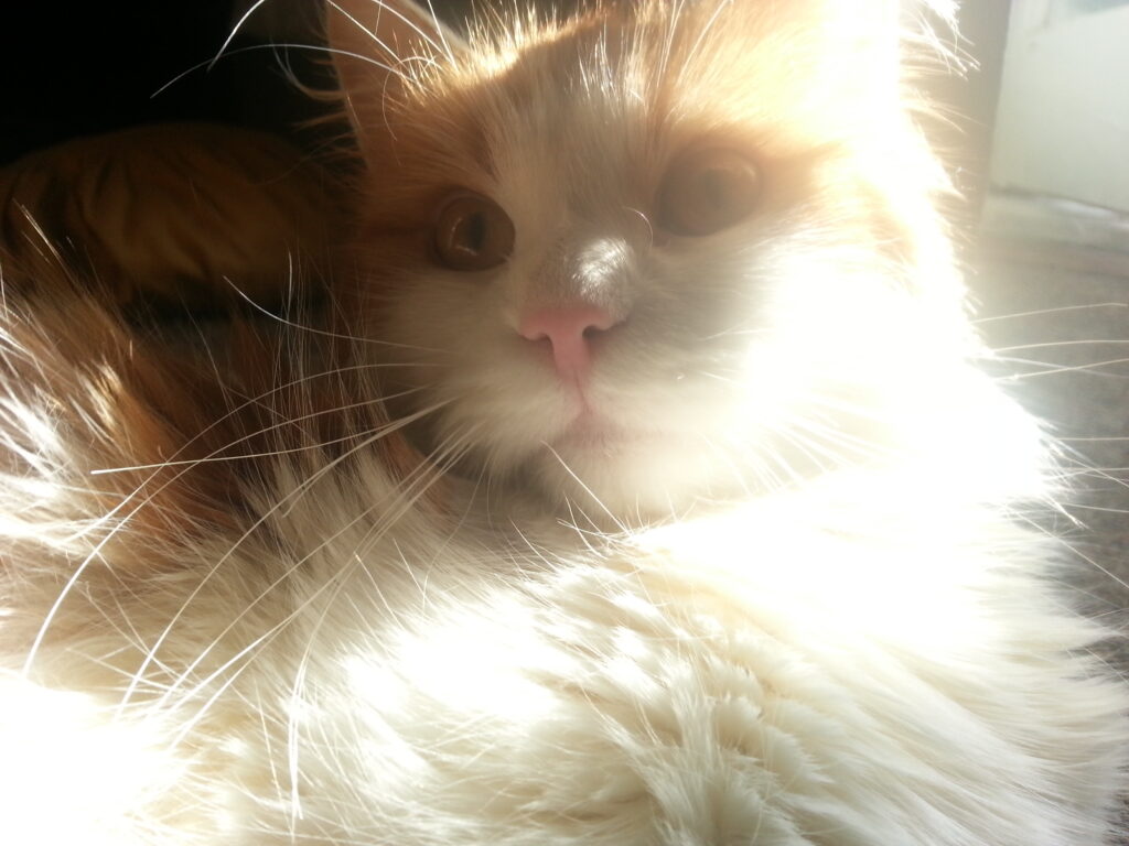 MJ