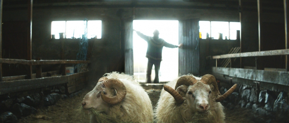 rams