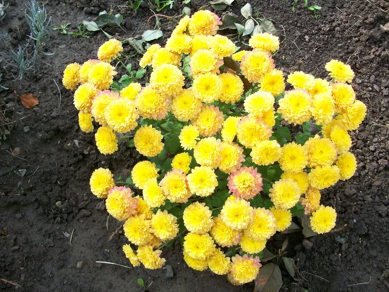 crizanteme