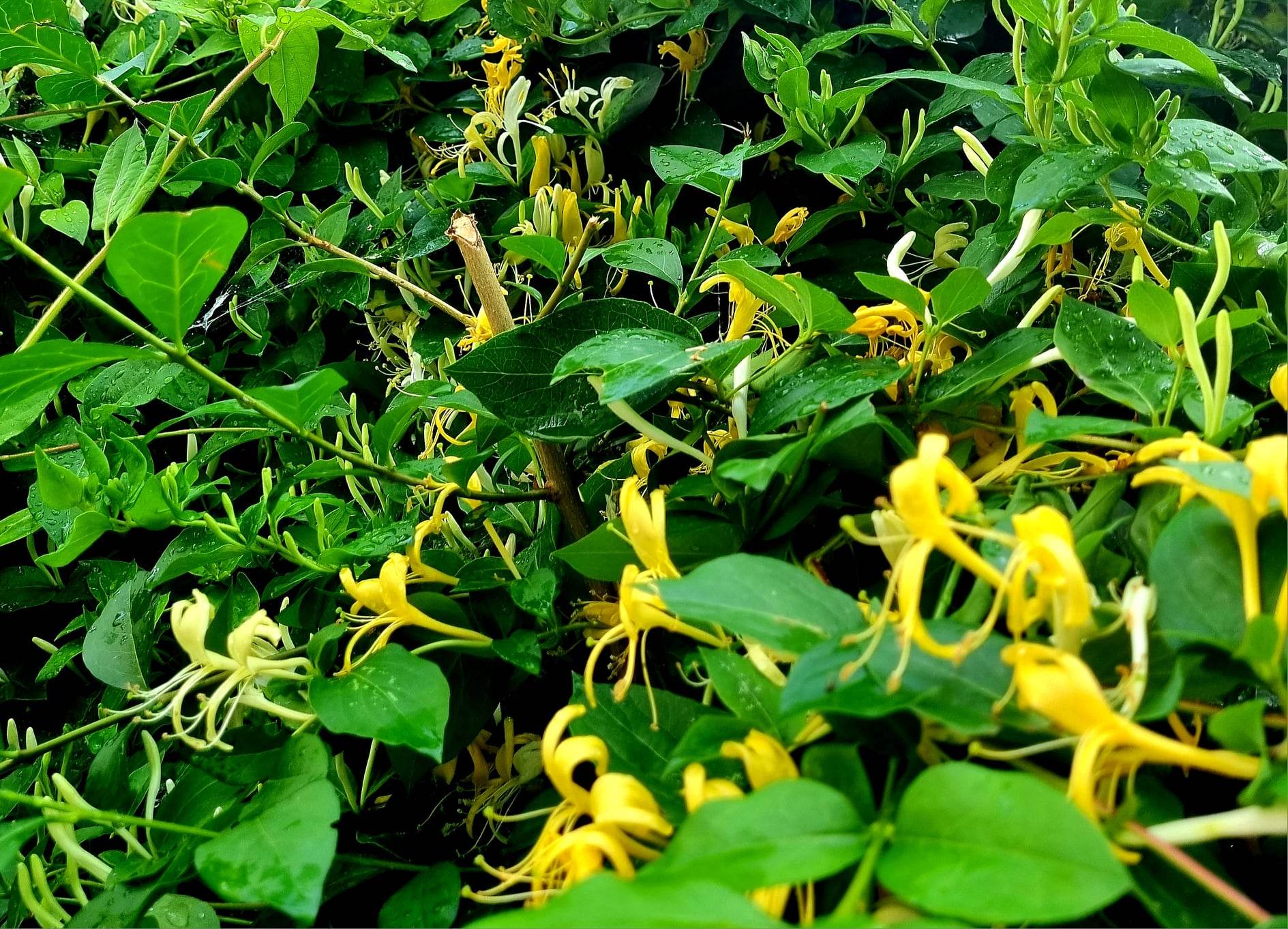 15.000 de pași prin Cotroceni